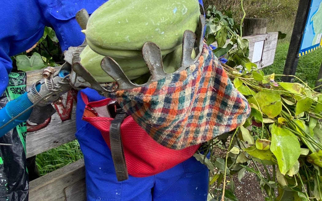 A former avocado picking tool comes in handy for plucking pods high up in native tree canopies