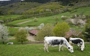 Cows graze in Vosges, France.