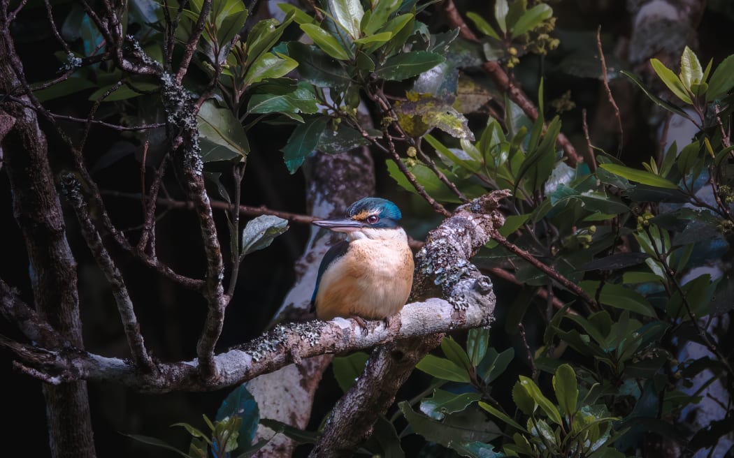 Predator Free Wellington said its efforts to eliminate predators have led to a doubling of native bird life in the Miramar Peninsula.
