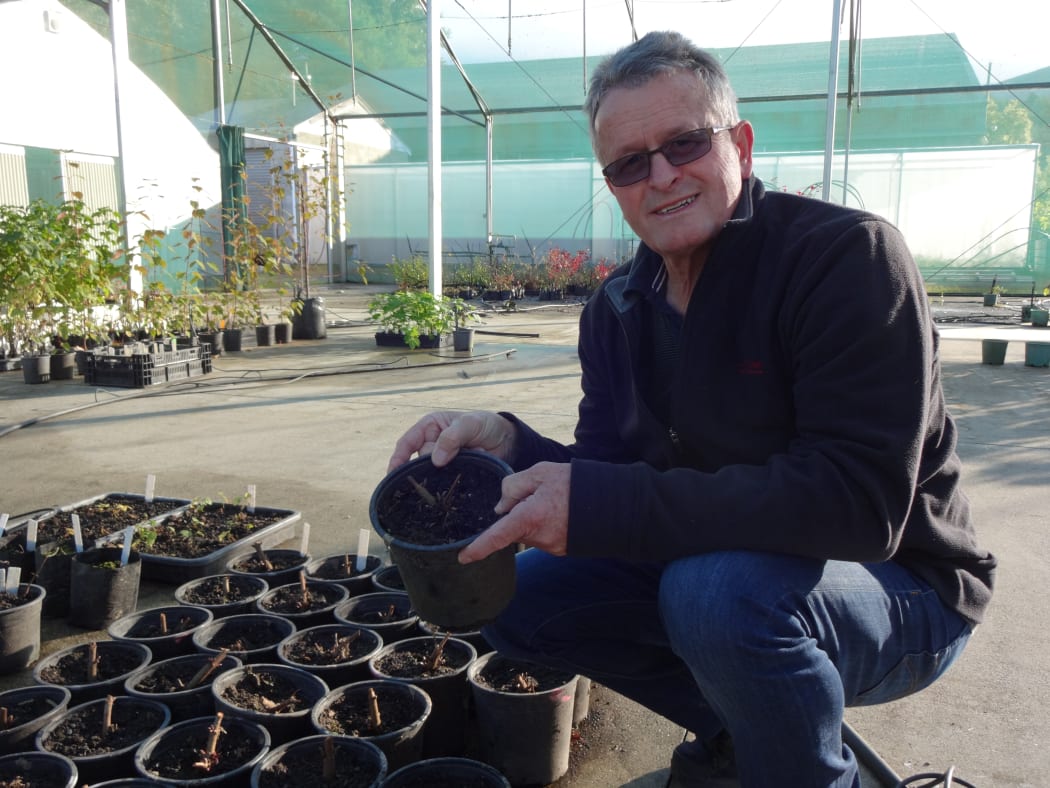 Ron Beatson with some of the hop seedlings at the Plant & Food Research research garden.