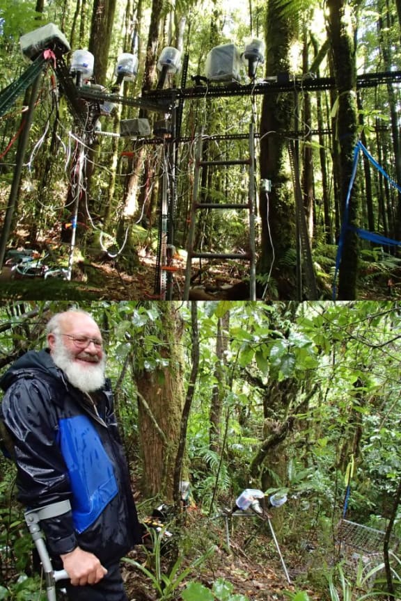 Photographer David Mudge (pictured in the bottom photo) uses sophisticated and large camera traps at Pureora to photograph clumps of Dactylanthus and visitors such as short-tailed bats.