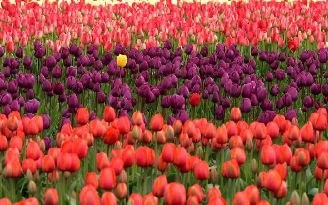 Yellow tulip standing out against beds of purple and red tulips