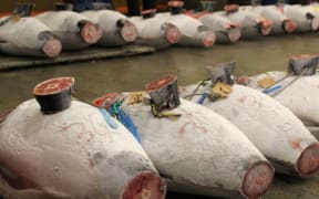 Finless and tailess frozen tuna lined up on the floro for sale. A defrosted cross- section of tail sits on top for  buyers to inspect meat quality