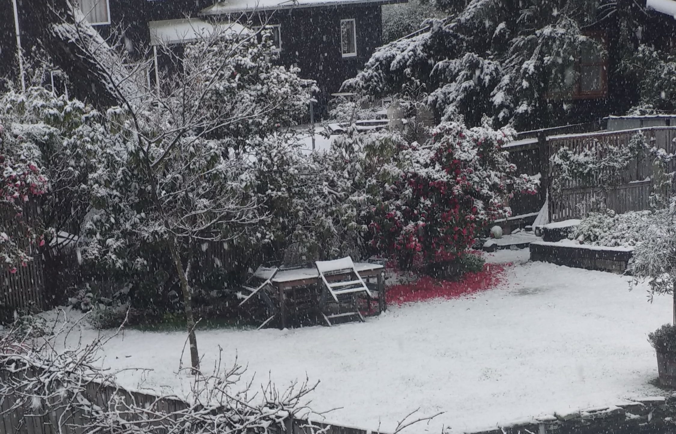 Snow covers flower trees on residential properties in Wanaka.