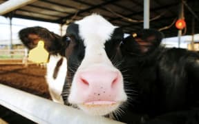Dairy cow close up generic