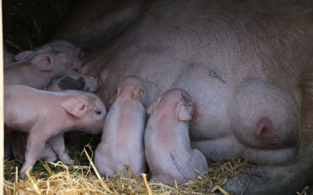 free range pig farm