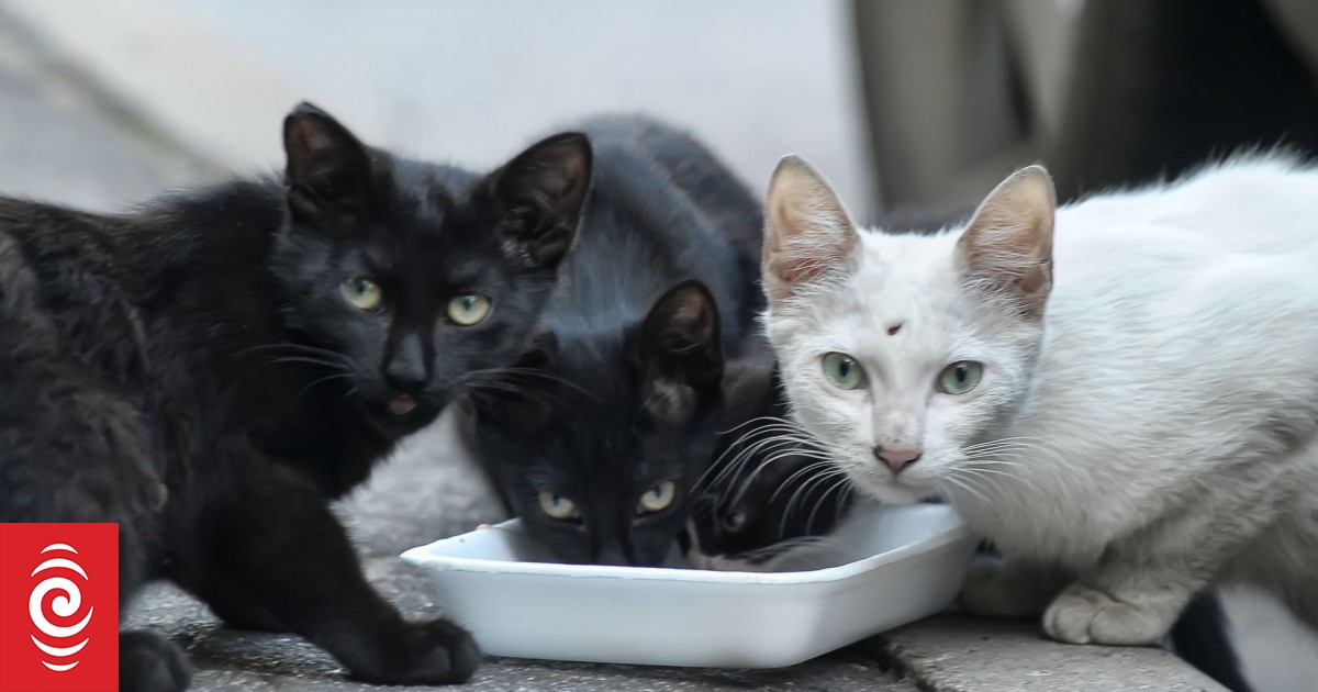 Francuskiemu małżeństwu, które trzyma 159 kotów, zakazano trzymania zwierząt domowych