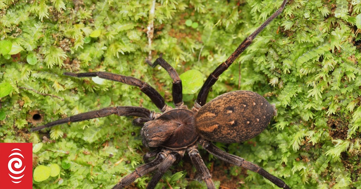 Critter Of The Week Vagrant Spiders Rnz