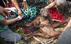 Anti, a baby orangutan, holds onto her malnourished mother while being rescued in the village of Kuala Satong in West Kalimantan province.
