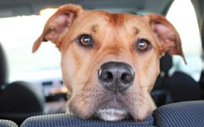 Sarge the dog
