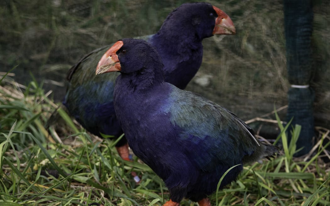 Two Takahē, Bendigo and Waitaa, have been released at Zealandia