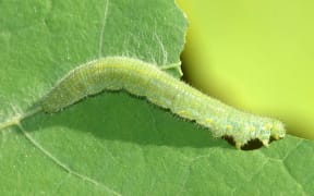 Cabbage caterpillar