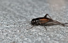 Female Fall Field Cricket (Gryllus pennsylvanicus) in La Pêche, Québec, Canada.