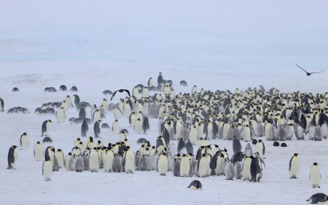 Male Emperor penguins incubate eggs and raise the chicks on sea ice during the Antarctic winter. Sara Labrousse/French Polar Institute, CC BY-SA