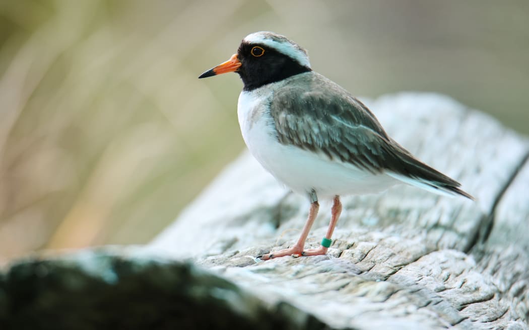tūturuatu/ shore plover