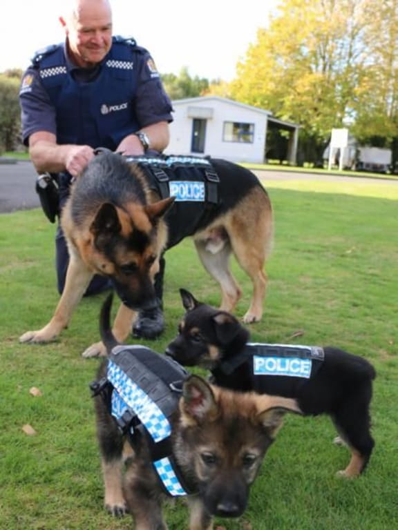 Police dogs will get better protection in the field with the roll-out of a stab resistant harness.