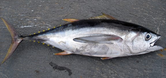 A Yellow Fin Tuna
