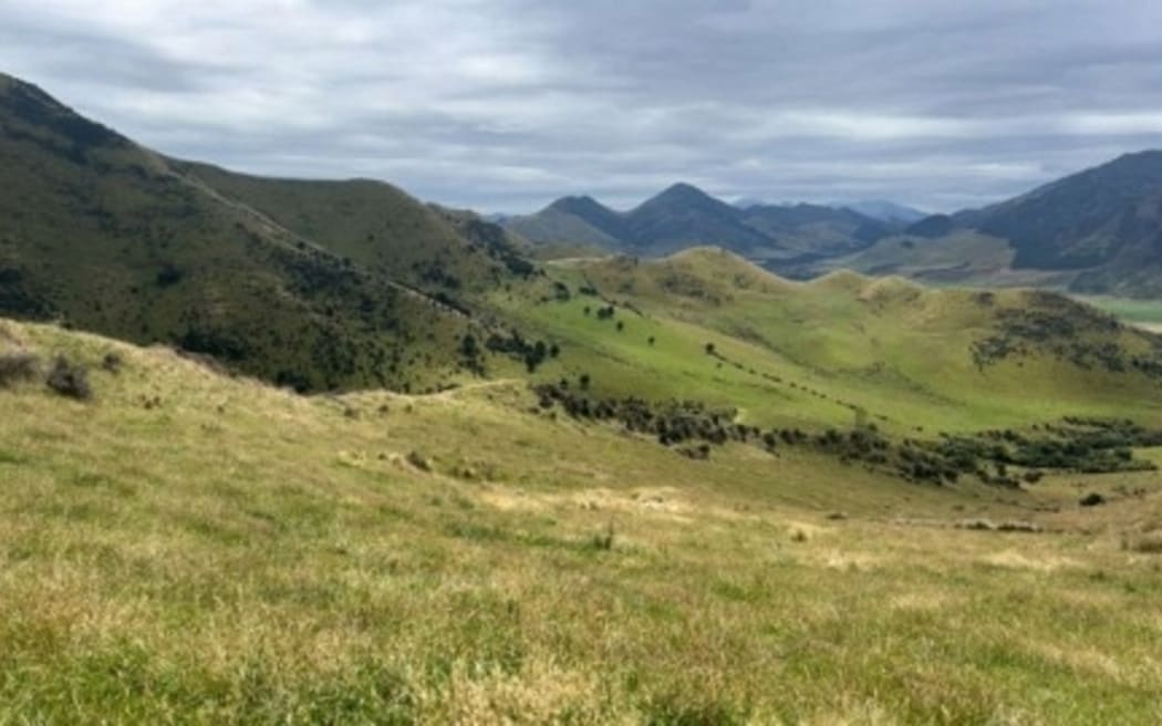 Green tinge in Hurunui District after rain