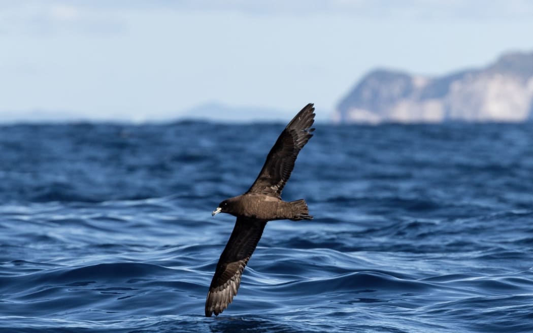 An adult black petrel cruises over the waters of the Hauraki Gulf.