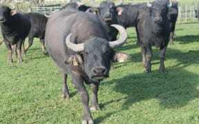 water buffalo