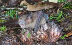 Dactylanthus - pua o te reinga - the flower of the underworld - pollinated by the short tailed bat.