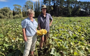 Whanganui sheep and beef farmers Clare and Grant Adkins also grow pumpkins for their seeds.
