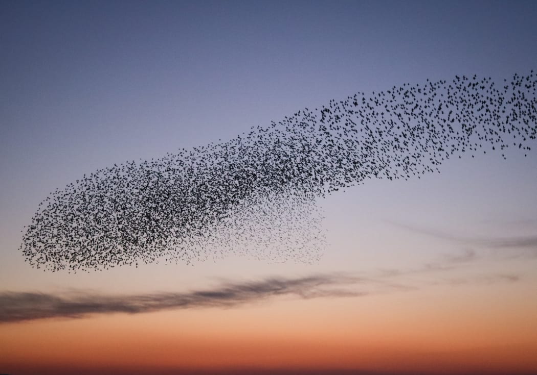 Starling murmuration, Shell Bay, Studland