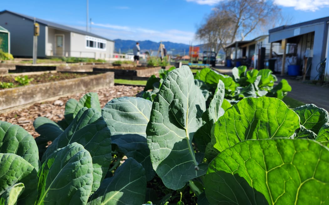 The Grow Hub education facility includes growing areas, labs and classrooms in the grounds of Katikati College