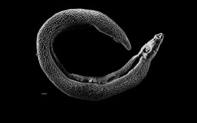 Parasitic worm