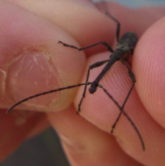 New Zealand’s giraffe weevil is the longest native beetle. Half the male’s length is its snout, which has a pair of antennae near the tip. Females have their antennae midway.
