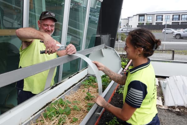 Rick Harper and Nike Rosenthal make their strawberry planter bird-proof after an overnight avian raid on their first harvest.