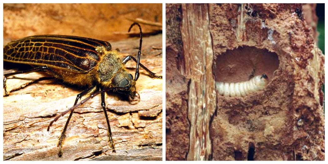 Huhu beetle + huhu grub
