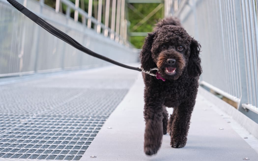Teddy, a dog.