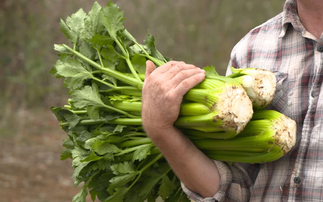 David Clark holding celery plants grown on the family's farm in Pukekohe.