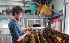 Seaweed drying