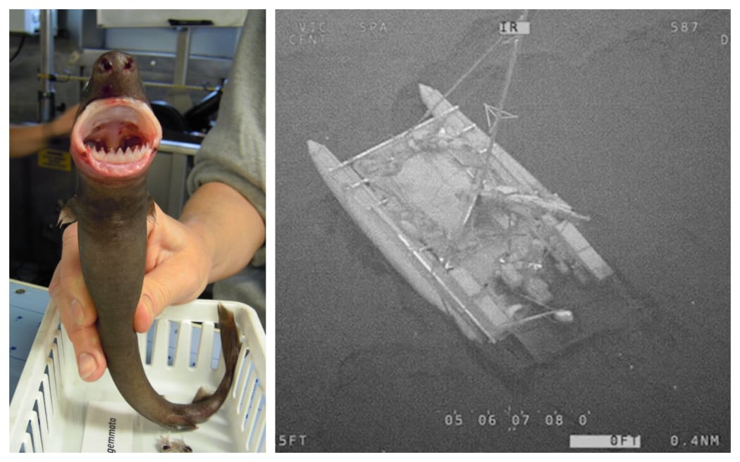 cookiecutter shark