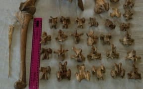 Moa bones that were listed for sale on TradeMe.