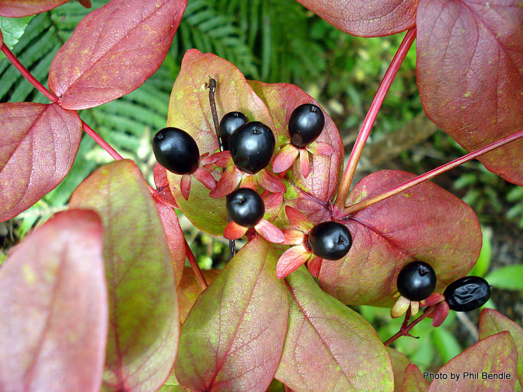 tutsan