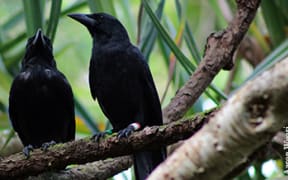 The Marianas Crow