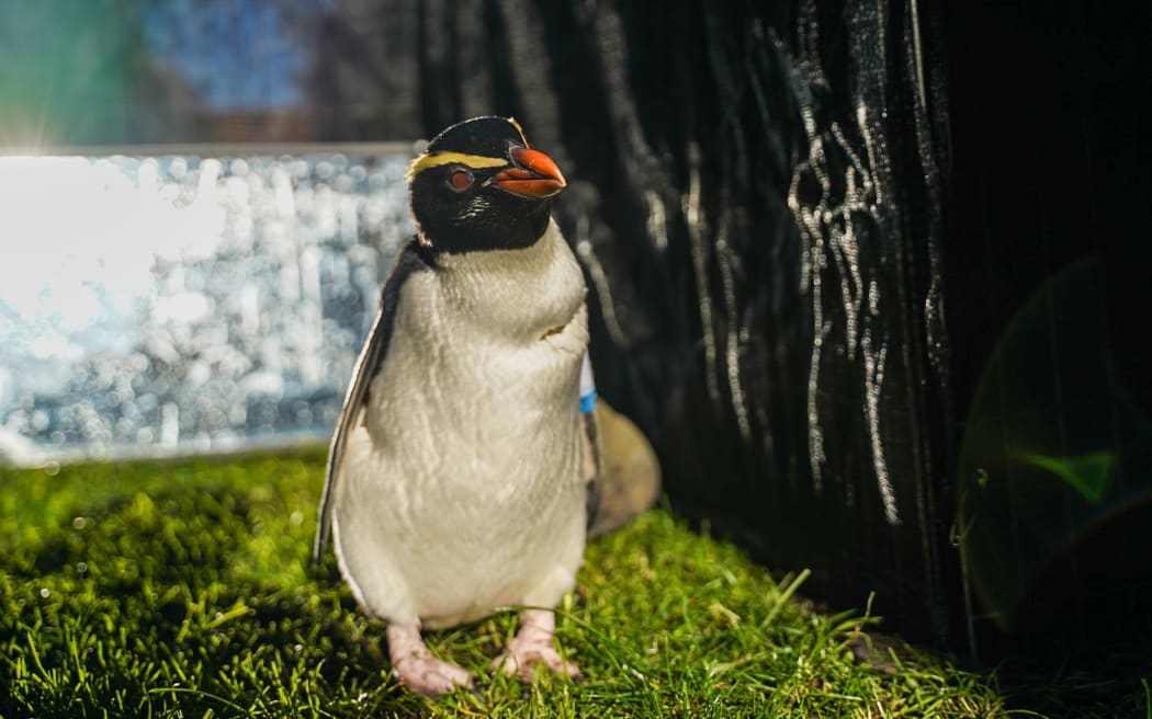 Injured tawaki at Christchurch Penguin Rehabilitation in August 2023.