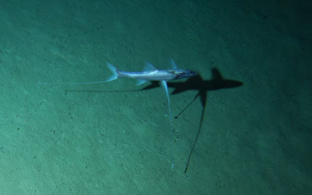 A tripod fish on the Bass Canyon floor, as seen through the CSIRO's camera.