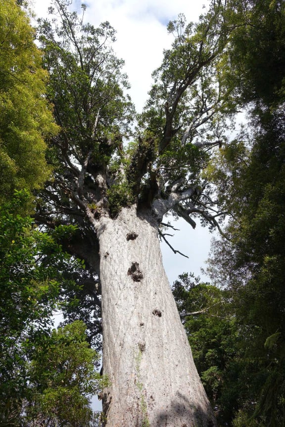 Tane Mahuta is the largest kauri known to stand today and is thought to be between 1,250 and 2,500 years old.