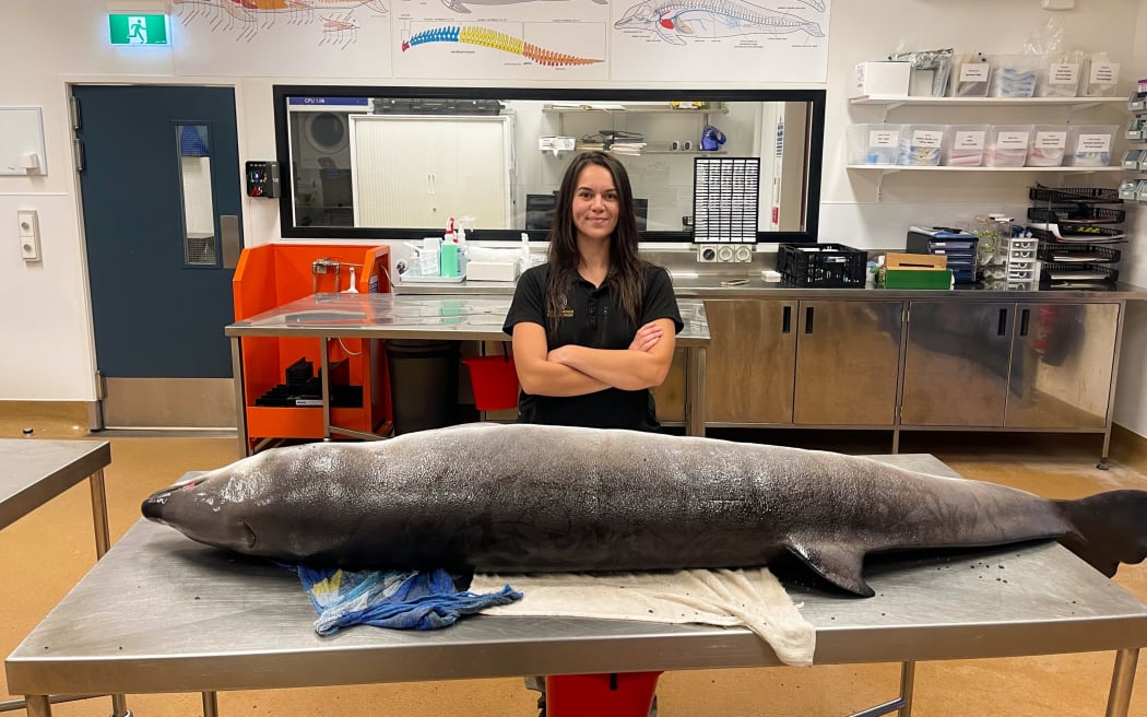 Raukūmara Pae Maunga kaimahi Michaela Insley with baby whale at Massey University.