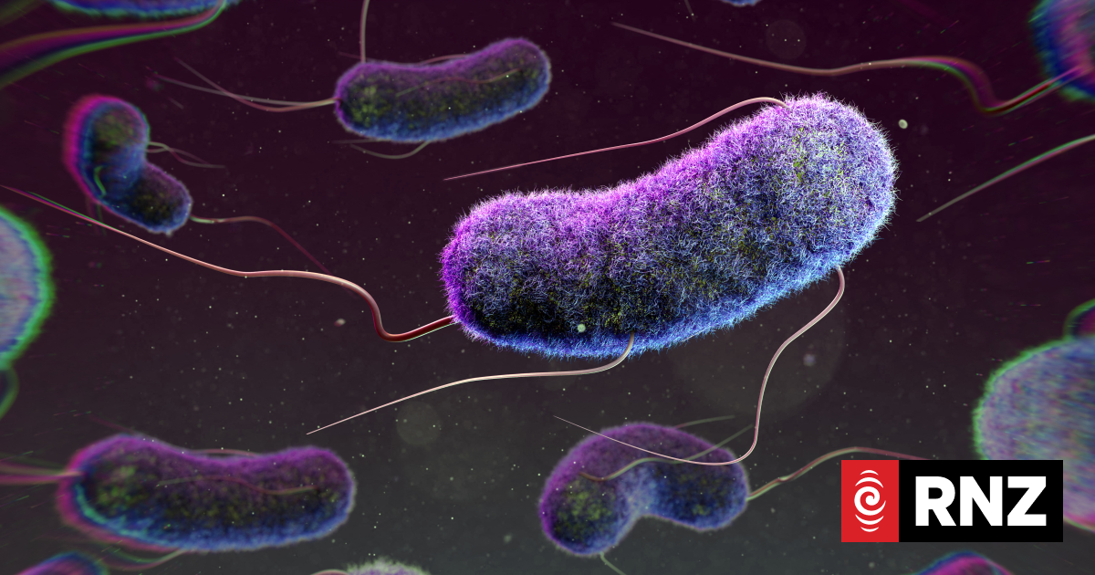 What is E coli bacteria contamination, and what does it mean for your health?