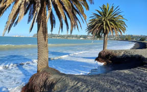 Napier City Council says two trees on the brink of falling into the ocean at Westshore Beach can’t be saved.