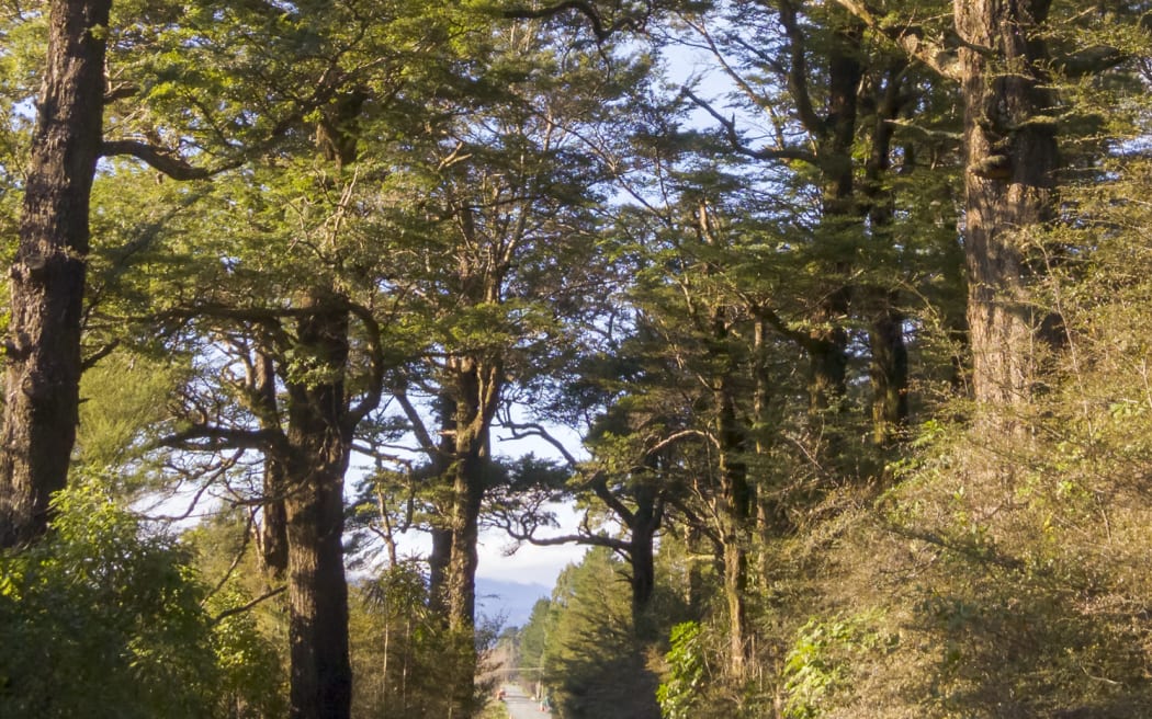 All the black beech trees pictured here have been removed.