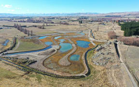 A thriving wetland in at Thomsons Catchment Project