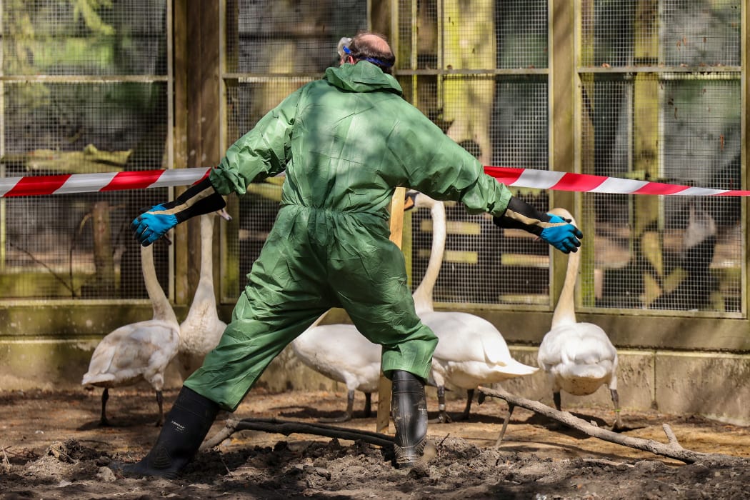 29 April 2024, North Rhine-Westphalia, Hattingen: A helper shoos some swans and ducks into an enclosure during an animal disease exercise. In cooperation with other districts, the Ennepe-Ruhr district rehearses what to do in the event of an outbreak of bird flu. Photo: Christoph Reichwein/dpa (Photo by Christoph Reichwein / DPA / dpa Picture-Alliance via AFP)