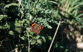 A butterfly with red, black and white wing patterning rests on a stinging nettle.