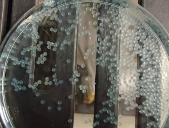A petri dish full of transparent eggs